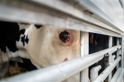 Kráva v transportu na hranicích v Turecku - Nevinné oběti